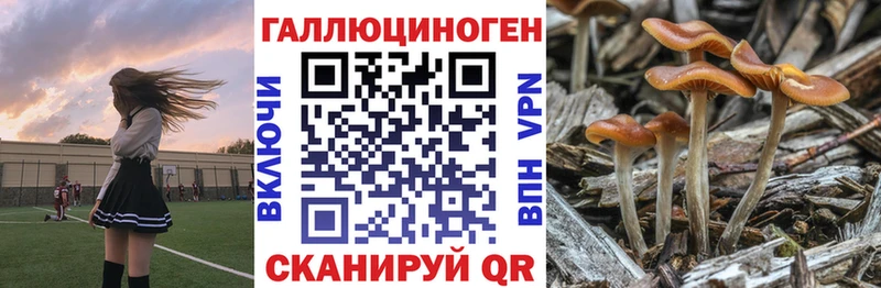 Псилоцибиновые грибы Cubensis  Купить  Онега 